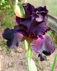 Iris - Vilkdalgis - Superstition